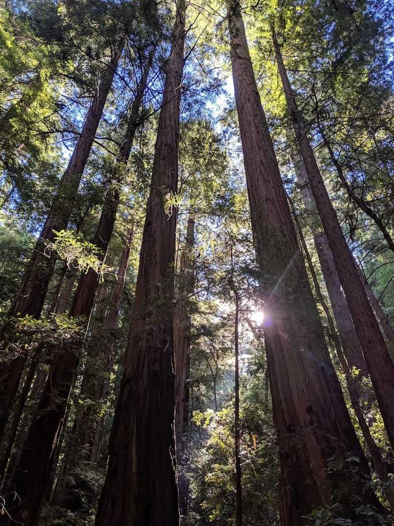The Old Tree Trail And A 1,200-Year-Old Redwood