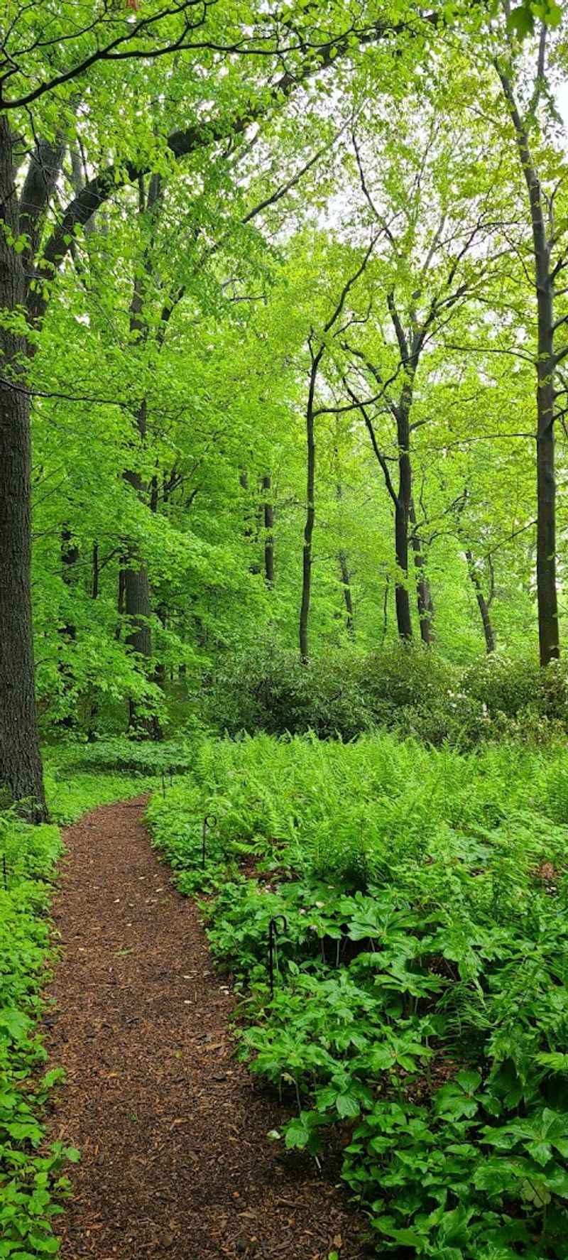 The Mother Tree That Stands Over 135 Feet Tall