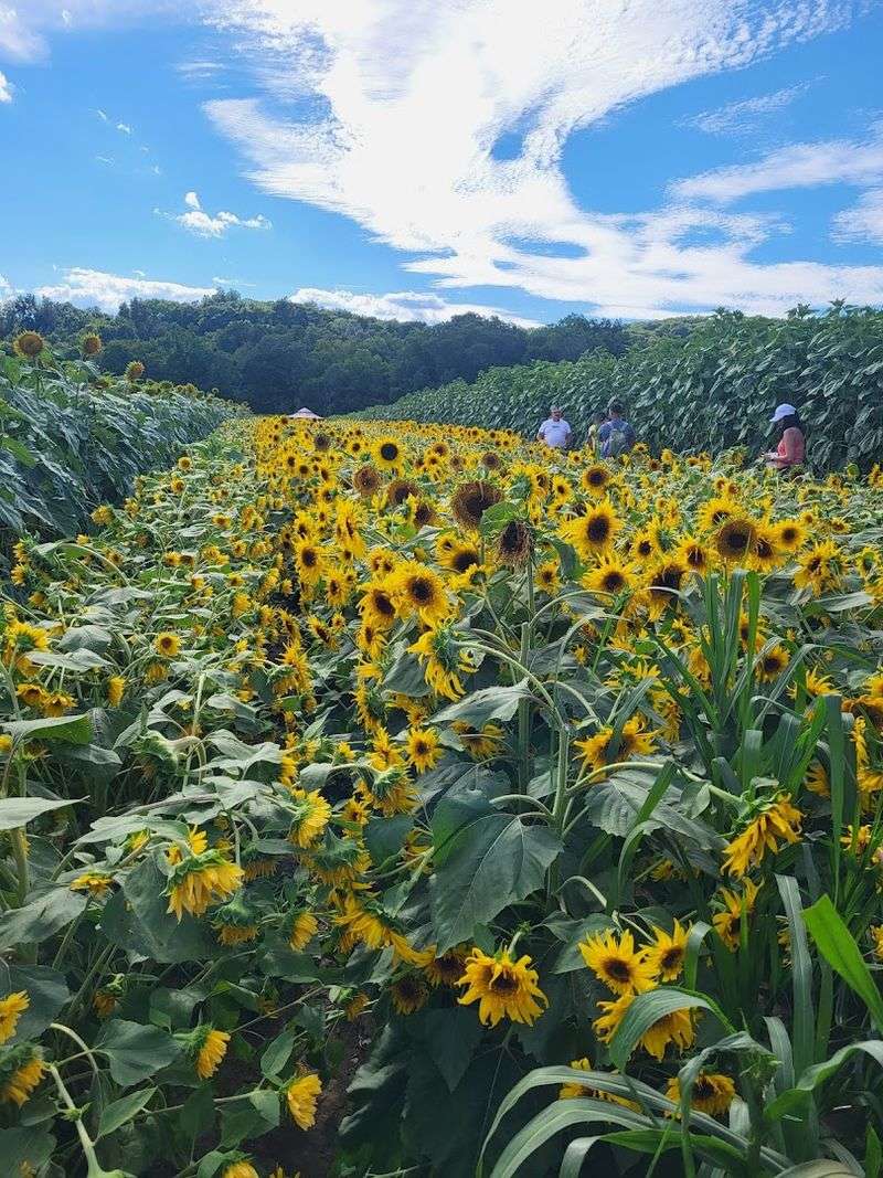 Farm Views That Feel Easy And Relaxed