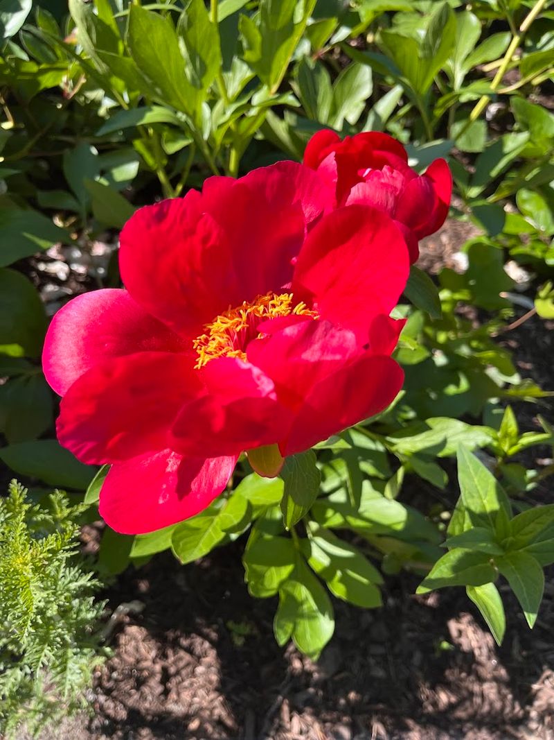 Why Plant Lovers Should Stop Here