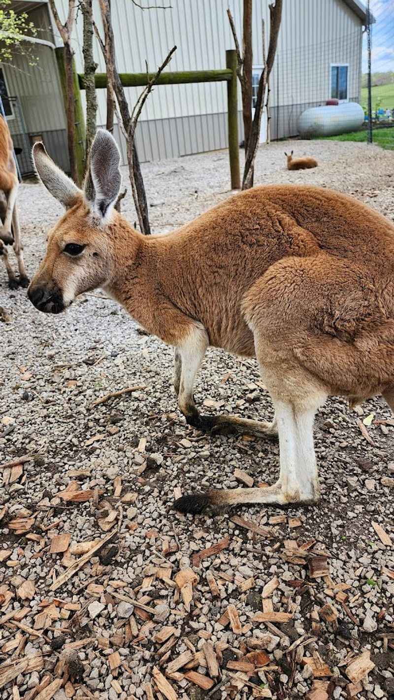 You'll Absolutely Fall In Love With This Peaceful Kentucky Park And Its Farm Animals - Decor Hint Kangaroos And Porcupines For Extra Surprises