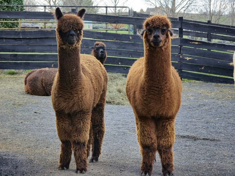 Animal Encounters That Kids And Adults Both Love
