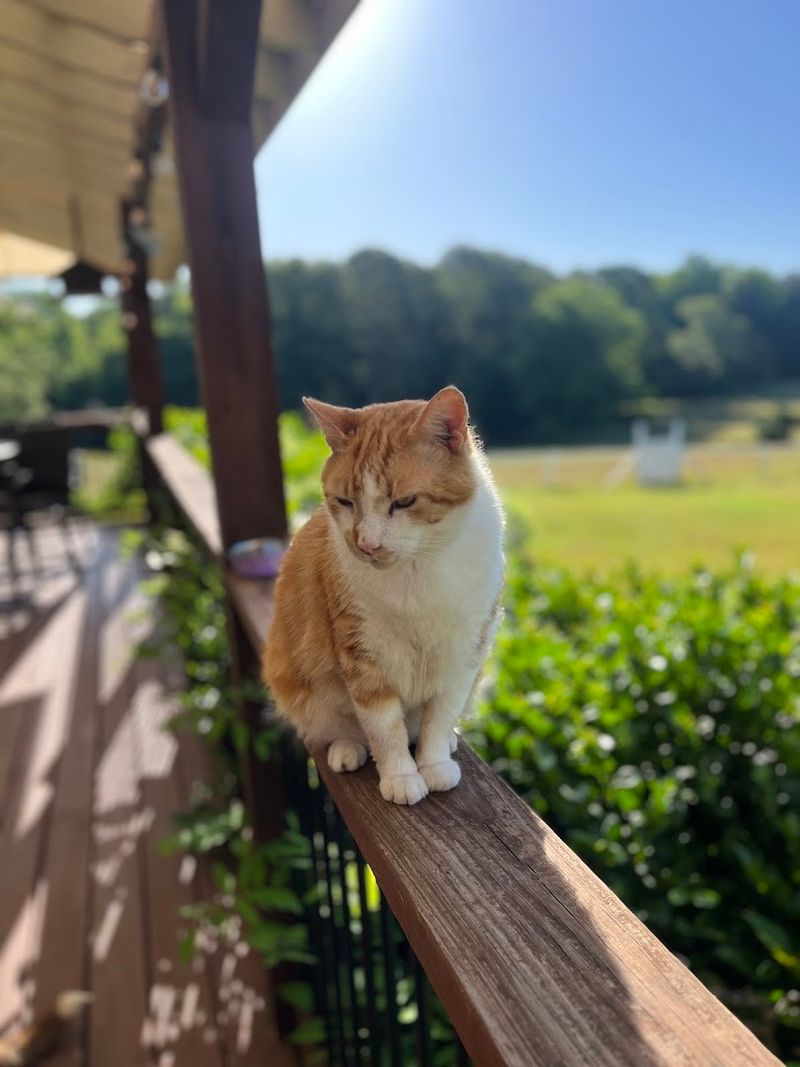 This Georgia Horse Farm Offers The Kind Of Adventure That Changes Your Perspective - Decor Hint Friendly Animals Beyond Just The Horses