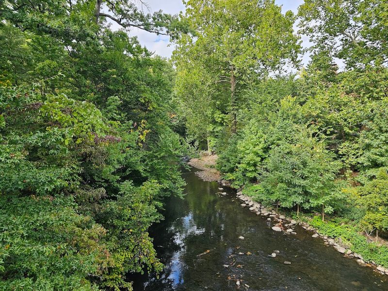 The Story Behind The Forest's Name And Restoration