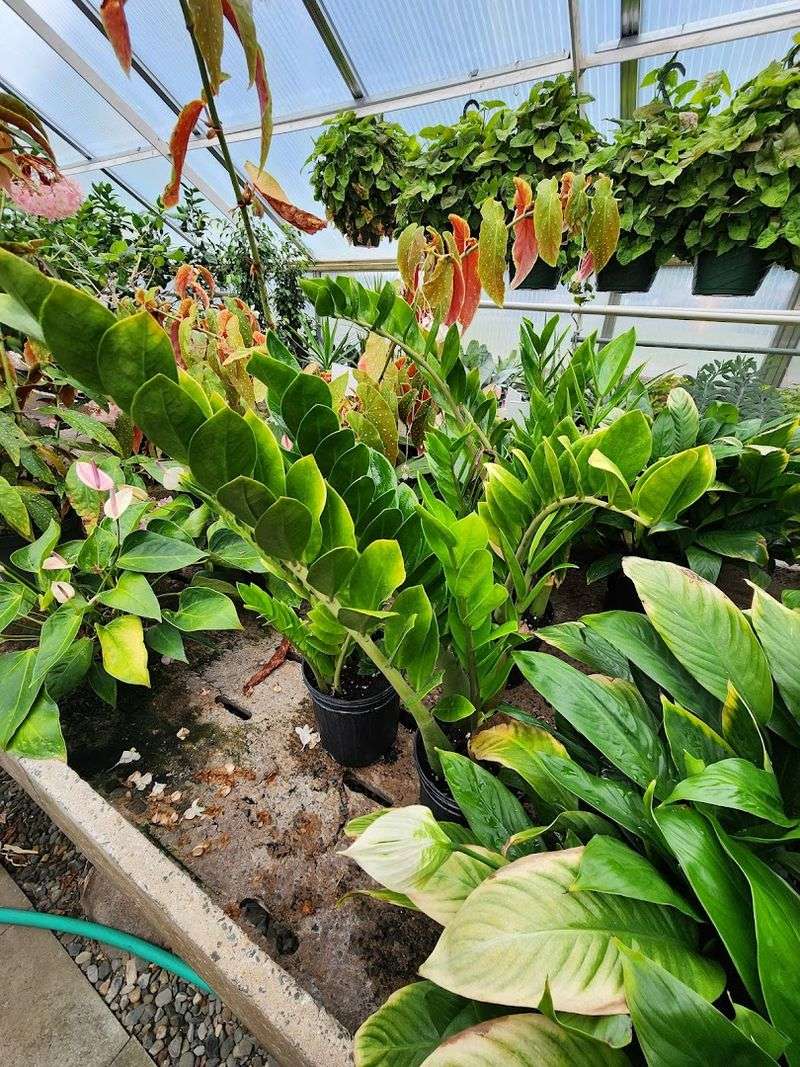 Greenhouse Charm Near The Garden