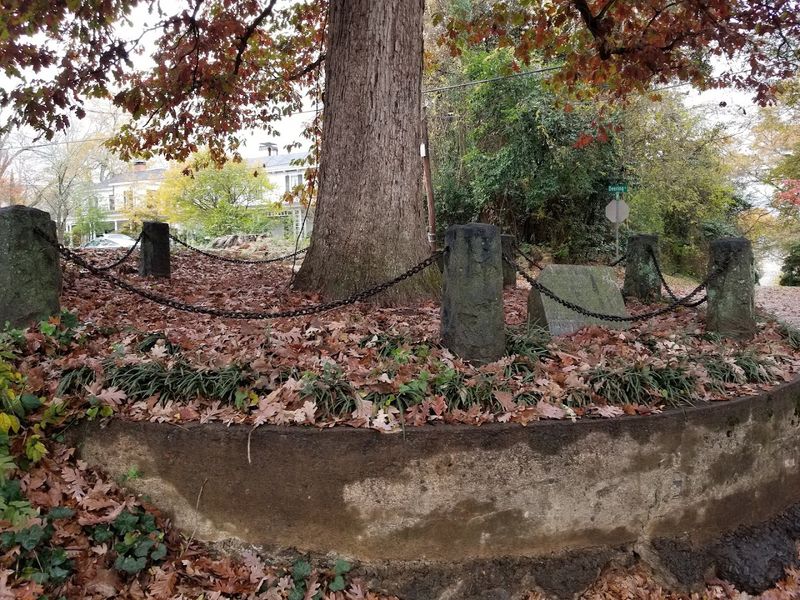 There Is An Ancient Tree In Georgia That Legally Owns Itself And The Ground Around It - Decor Hint Respecting The Space And The Neighbors Around It
