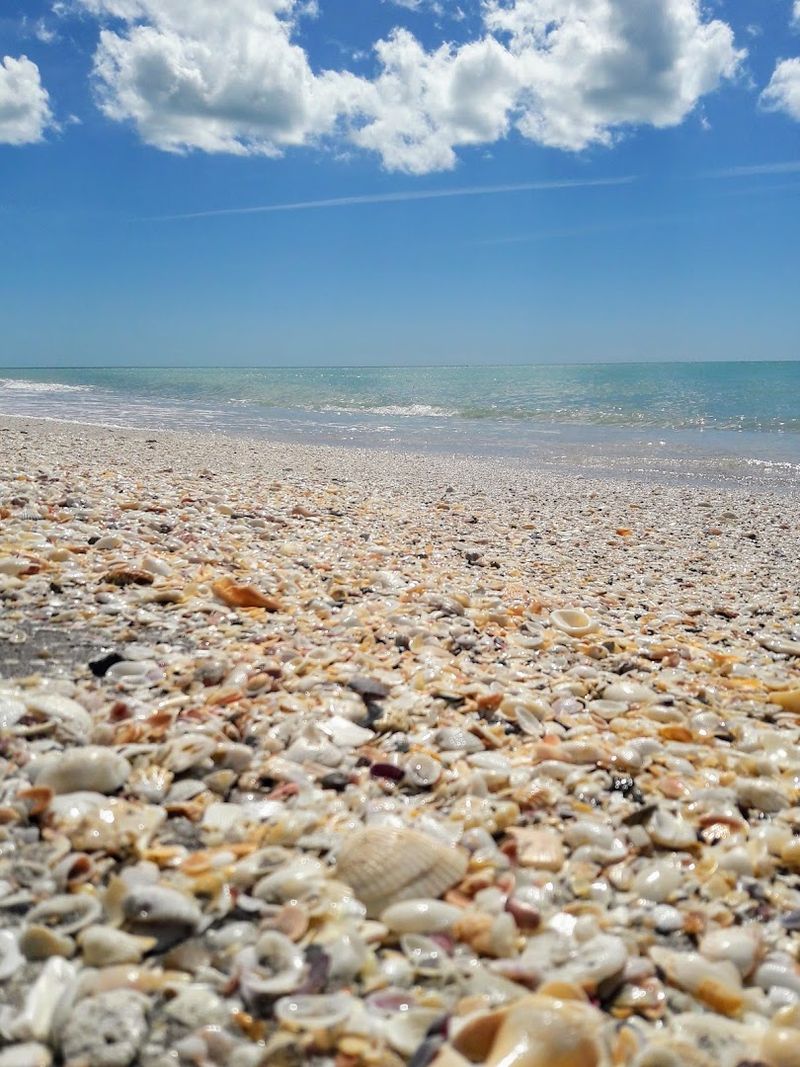 Shell Hunting And Shark Tooth Finds Worth Slowing Down For