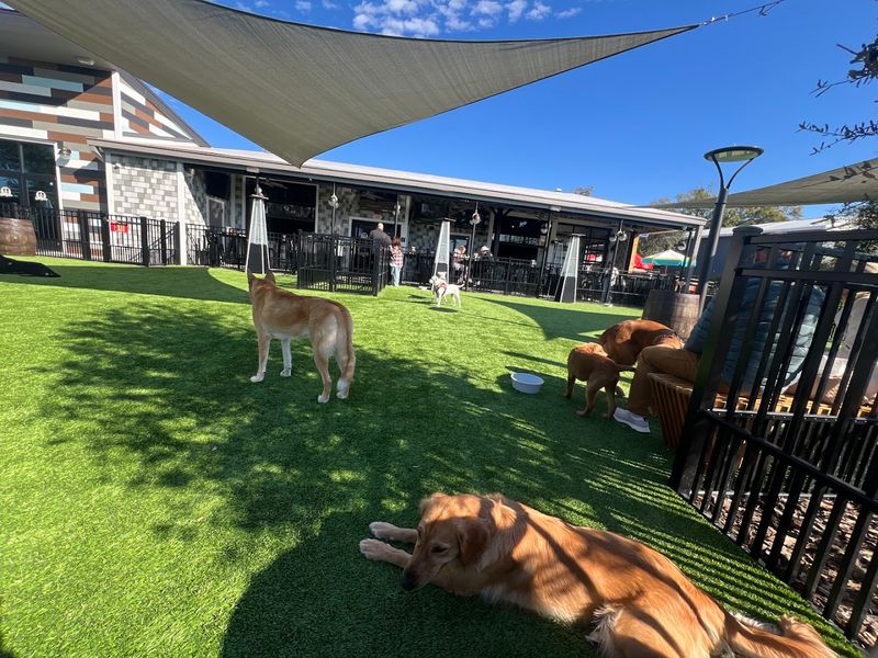 This Florida Spot Is Basically A Playground For Dogs And A Break For Their Humans - Decor Hint Why It Keeps People Coming Back
