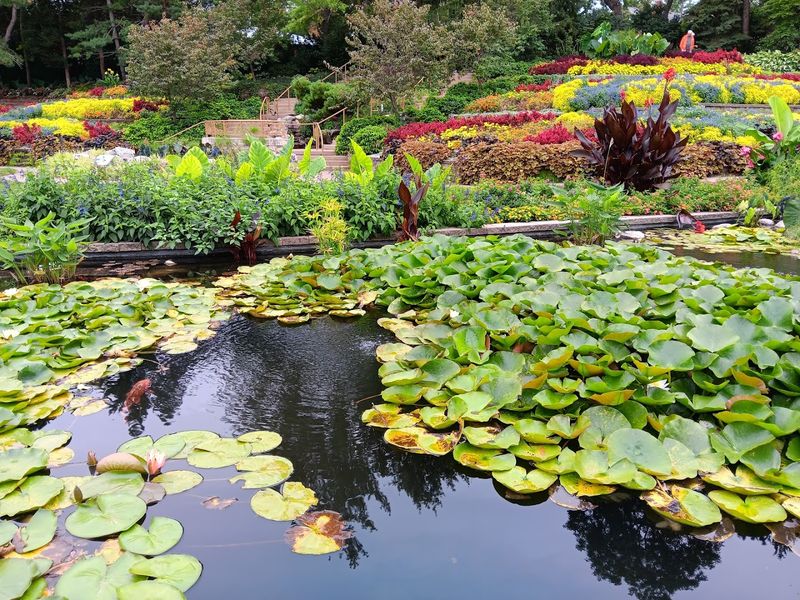 Lily Ponds Add The Soft, Reflective Magic Every Fairy-Tale Garden Secretly Needs