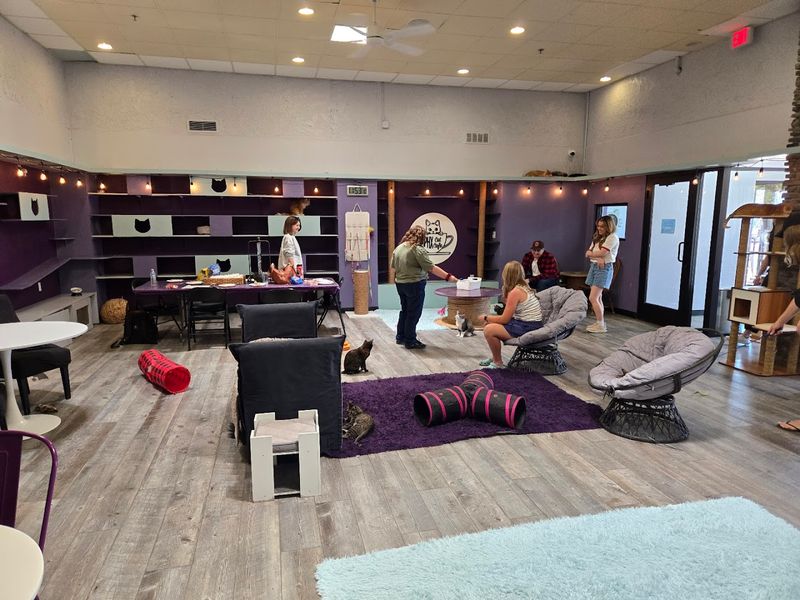 The Cat Lounge Experience Is Unlike Anything Else