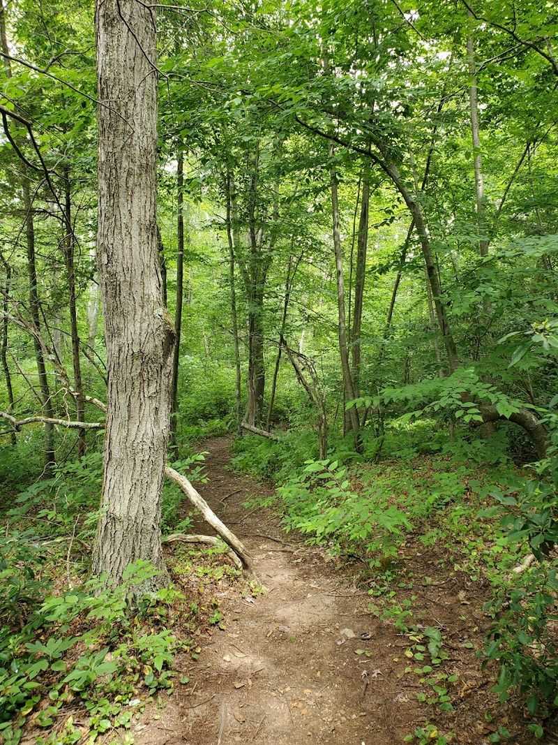 These Peaceful Connecticut Loop Trails Feel Like A Hidden Woodland Escape - Decor Hint Short Trails With A Hidden Feel