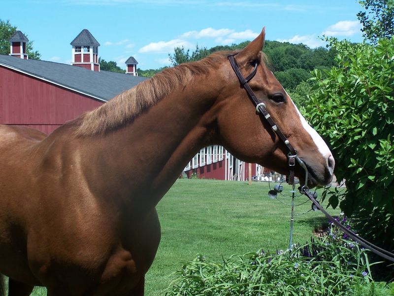 Meet The Horses Before The Ride Begins