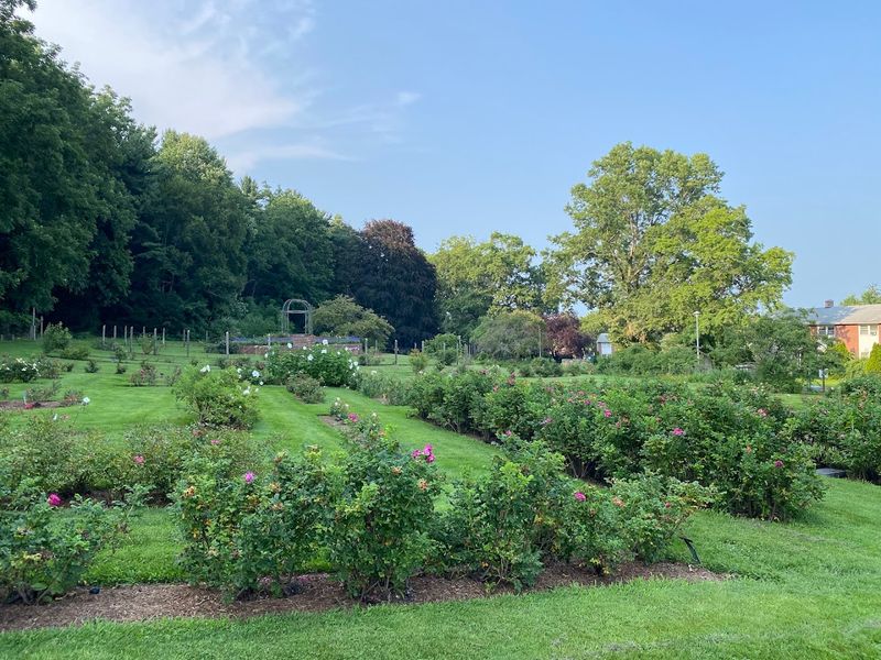 Two Acres Of Colorful Blooms