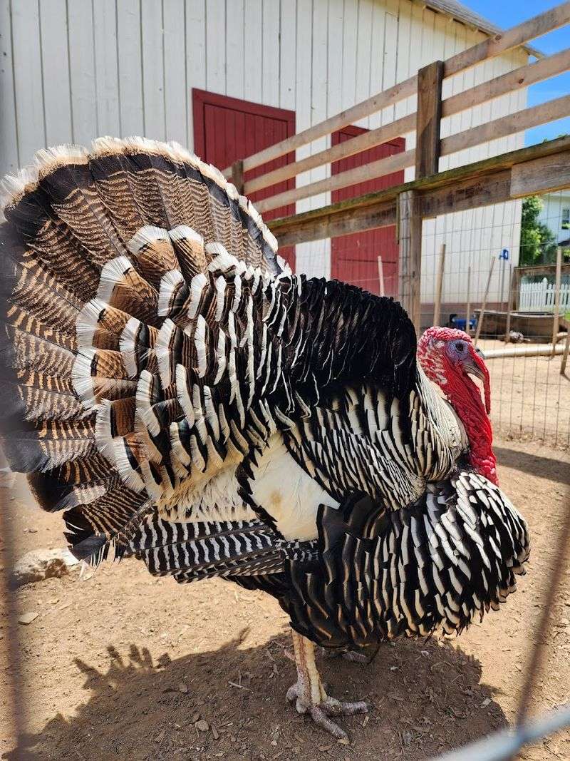 Meet The Heritage Farm Animals