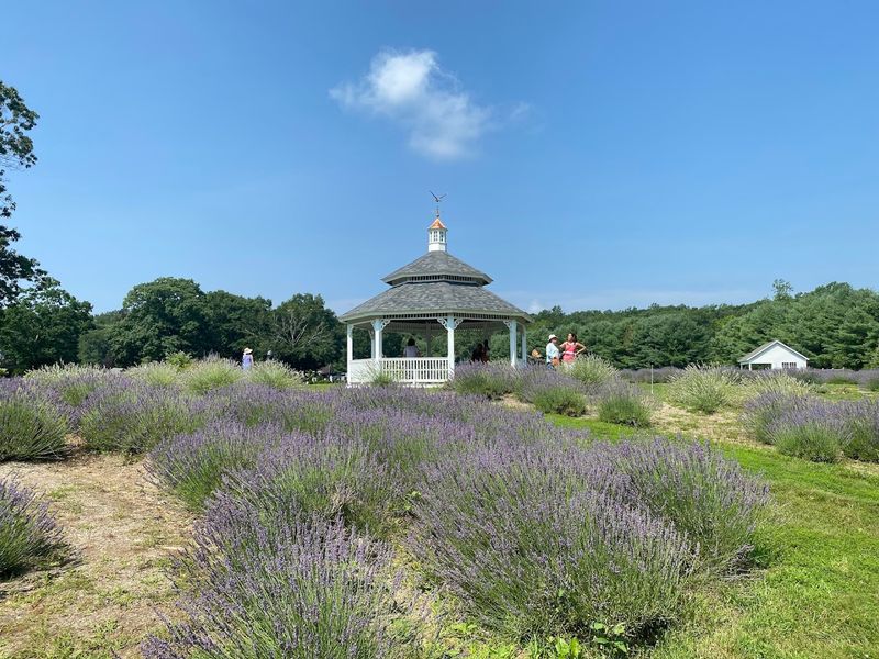 Where Purple Magic Grows