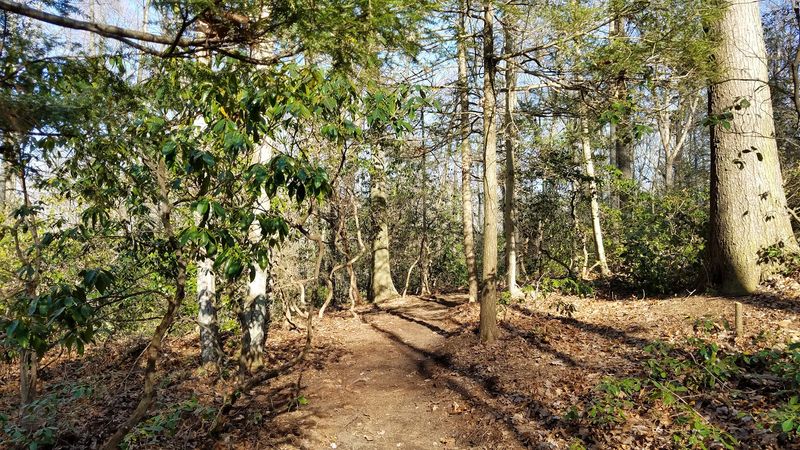 These Peaceful Connecticut Loop Trails Feel Like A Hidden Woodland Escape - Decor Hint Best For A Relaxed Morning Walk