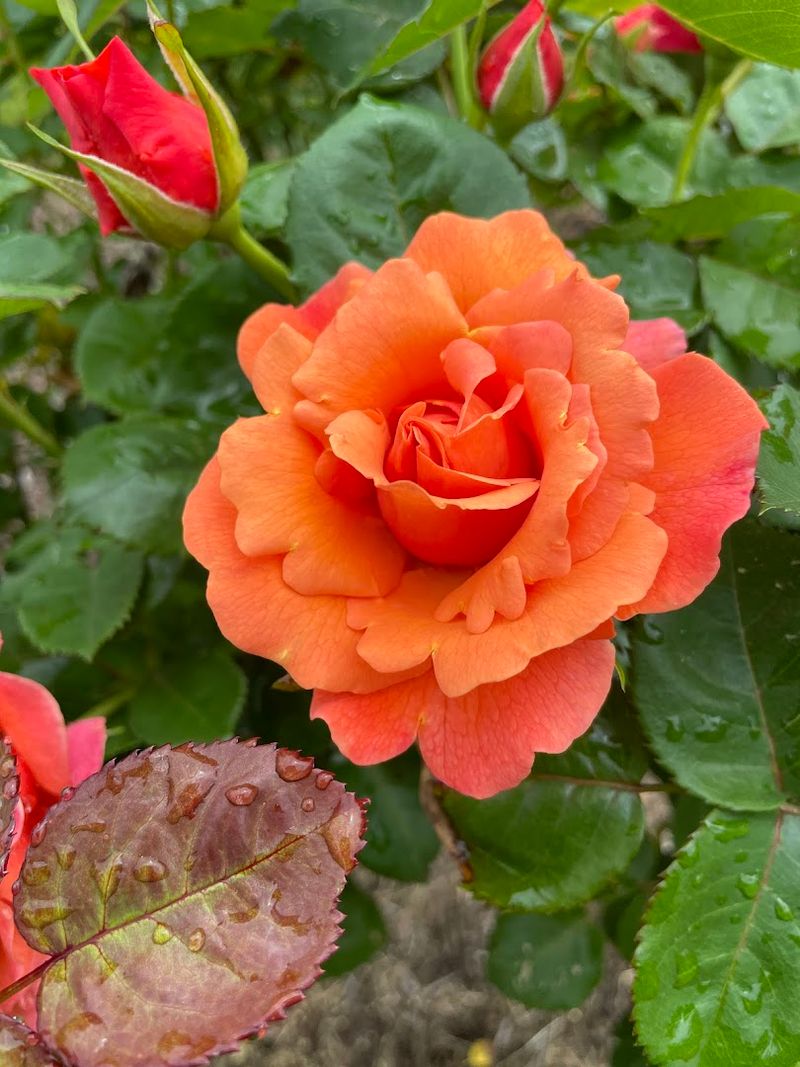 Roses, Paths, And Pretty Garden Corners