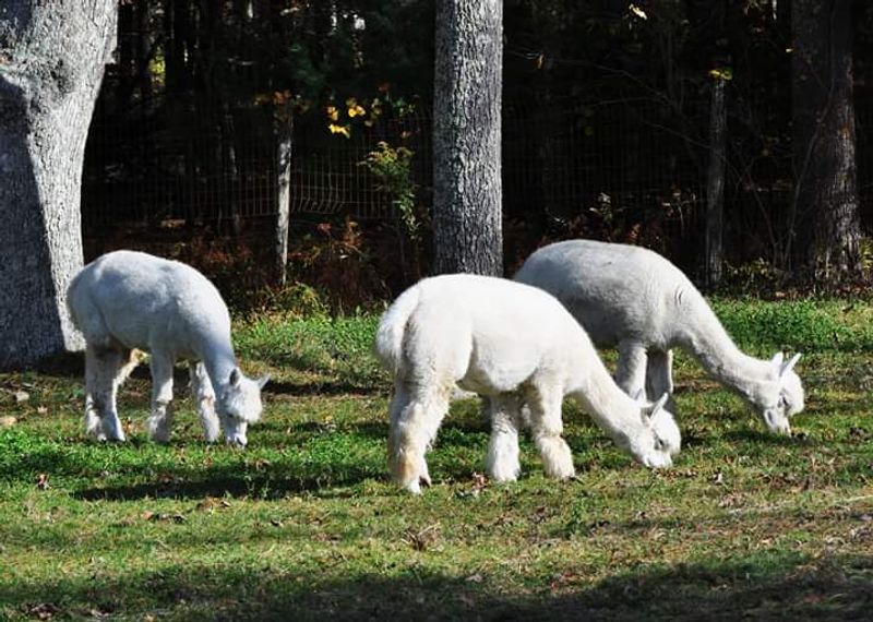 This Connecticut Alpaca Farm Is The Cozy Escape Locals Should Know About - Decor Hint Why Animal Lovers Should Visit