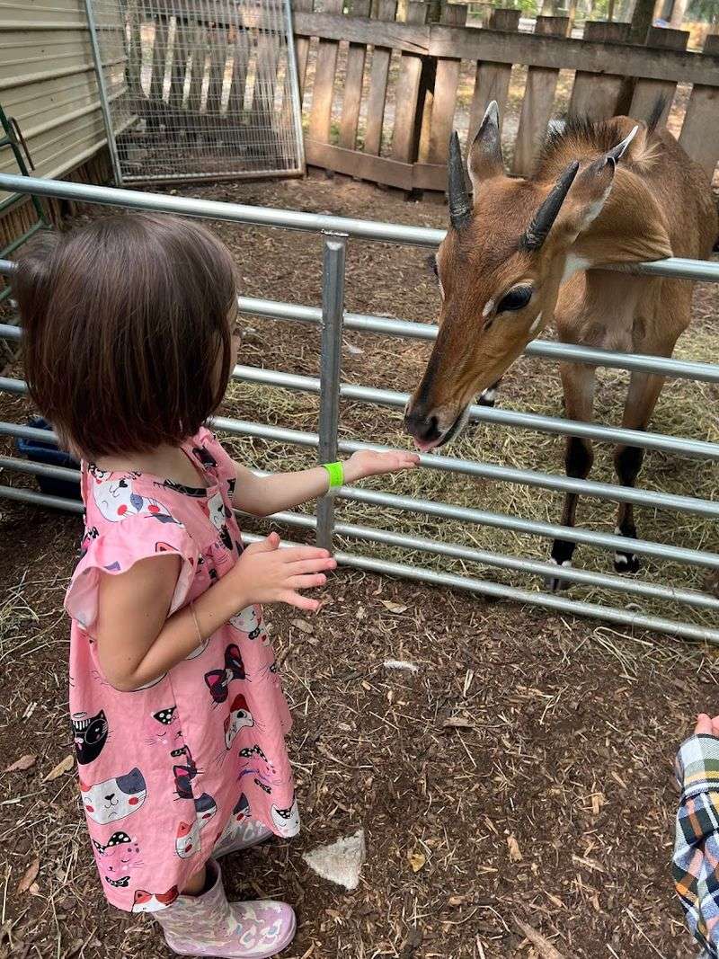 You'll Absolutely Fall In Love With This Peaceful Kentucky Park And Its Farm Animals - Decor Hint The Charming Petting Zoo Section