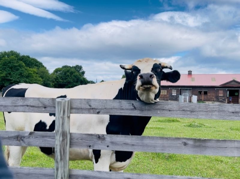 The Animals Who Call This Place Home
