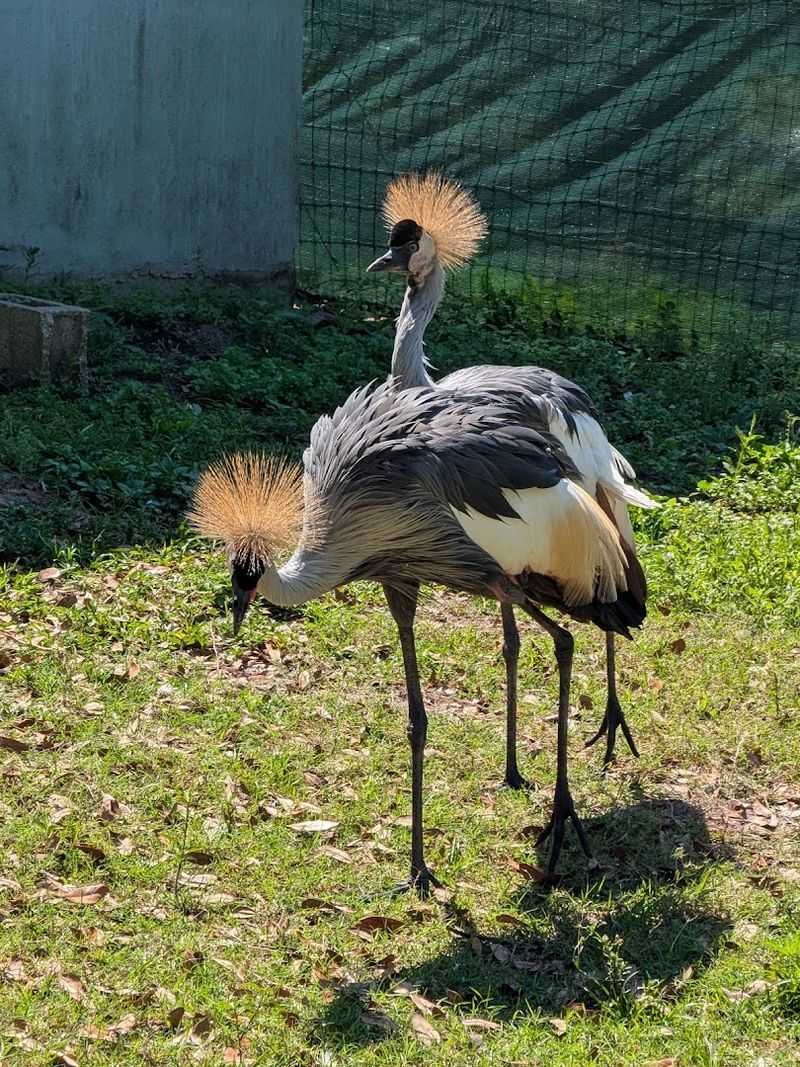 Meet The Feathered Residents