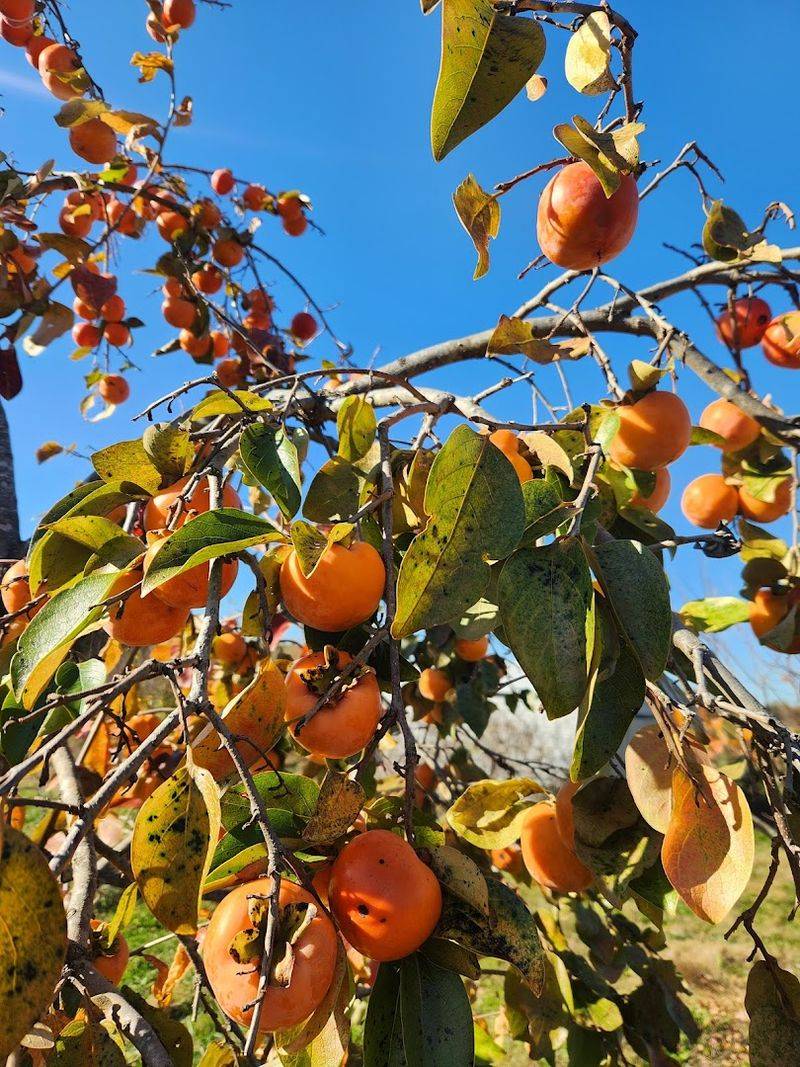 Rows Of Unusual Varieties Give The Visit A Sweeter Twist