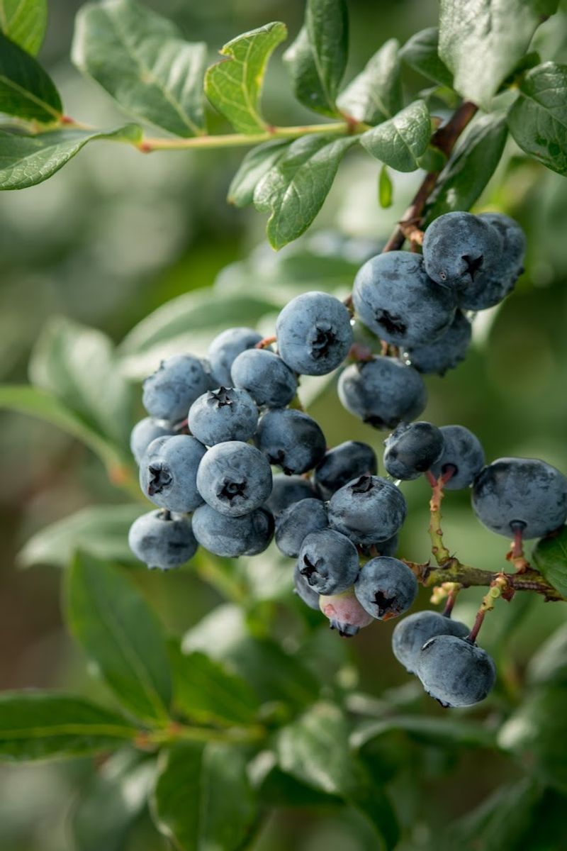 Five Varieties That Keep Things Interesting