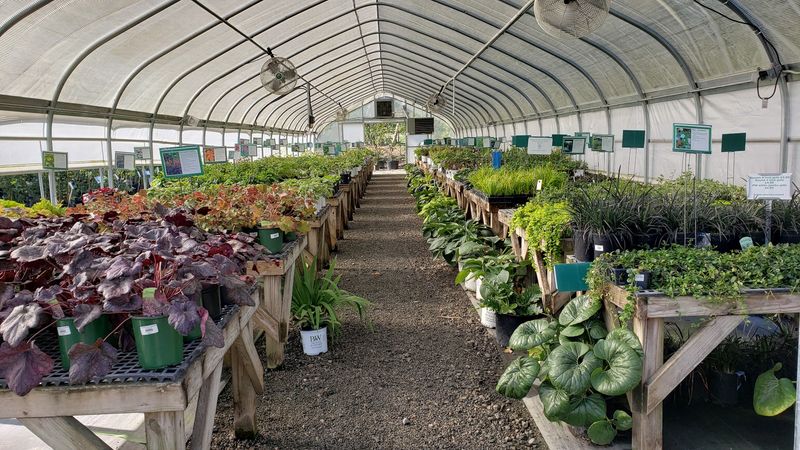 The Plant Nursery Selection That Keeps Serious Gardeners Coming Back