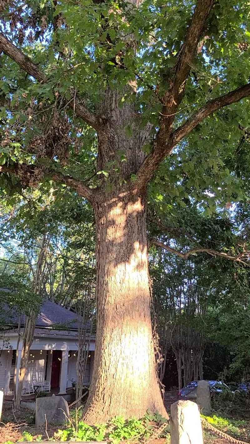 There Is An Ancient Tree In Georgia That Legally Owns Itself And The Ground Around It - Decor Hint Open Every Single Day, All Day Long