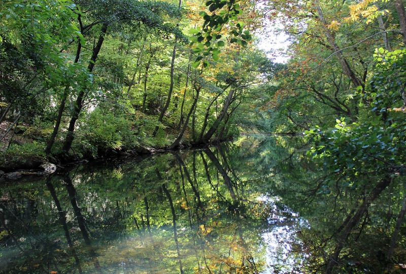 Over 50 Acres Of Pure Old-Growth Woodland