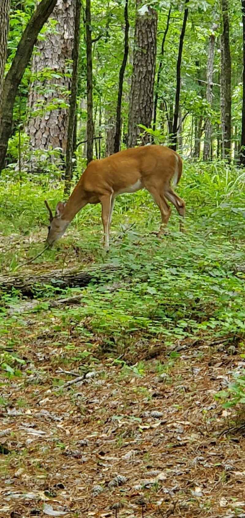 Wildlife Sightings That Feel Genuinely Wild