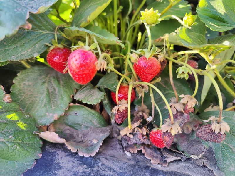 Pick Your Own Fresh Strawberries At A Charming Nebraska Farm This June - Decor Hint U-Pick Strawberries Make The Visit Feel Hands-On