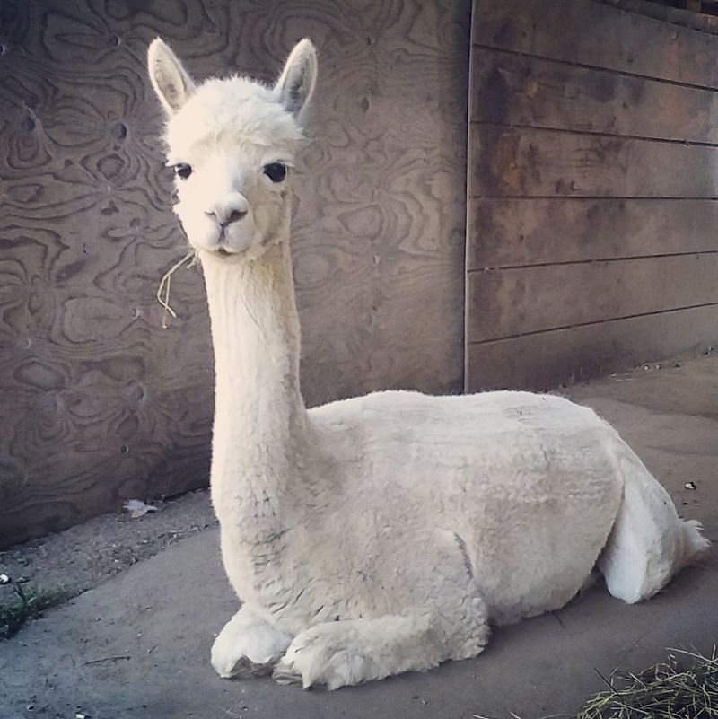 This Connecticut Alpaca Farm Is The Cozy Escape Locals Should Know About - Decor Hint Slow Down With A Gentle Farm Visit