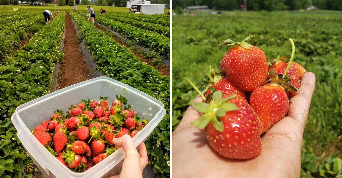 A Tennessee Farm Lets You Fill Your Basket With Sun Ripened Strawberries - Decor Hint