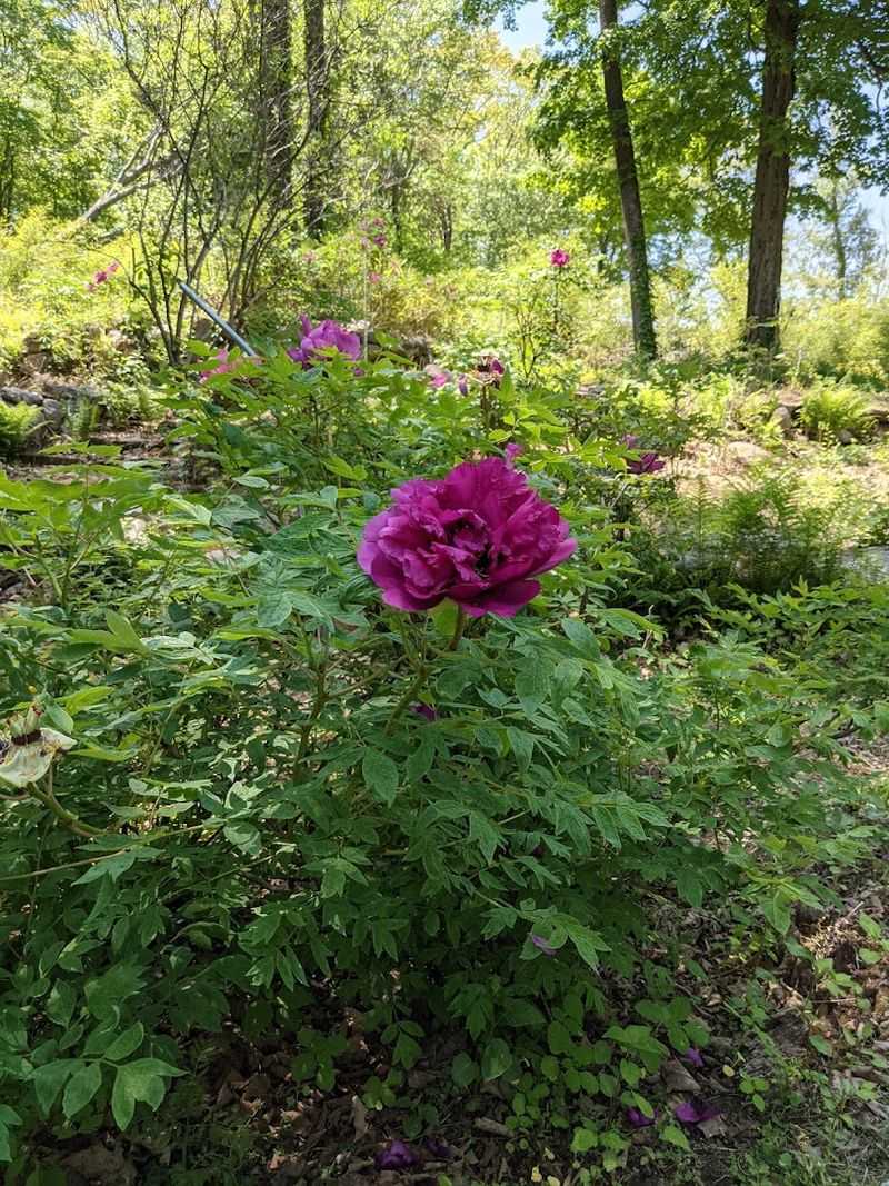 Why The Blooms Feel So Special