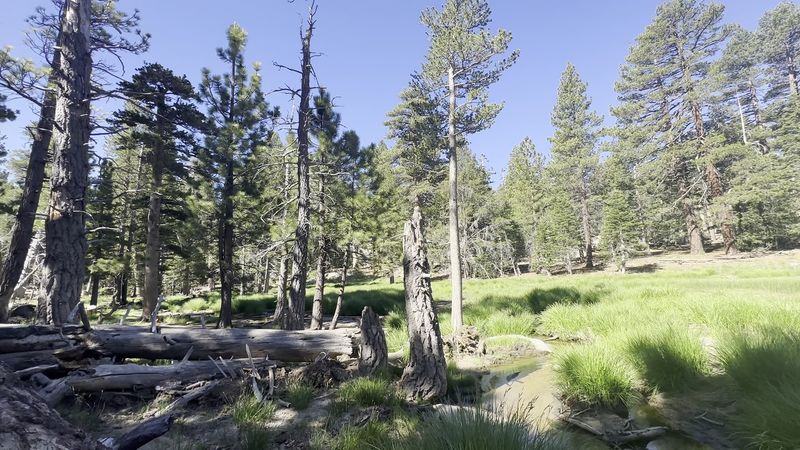 Forest Protection Changed The Town's Direction