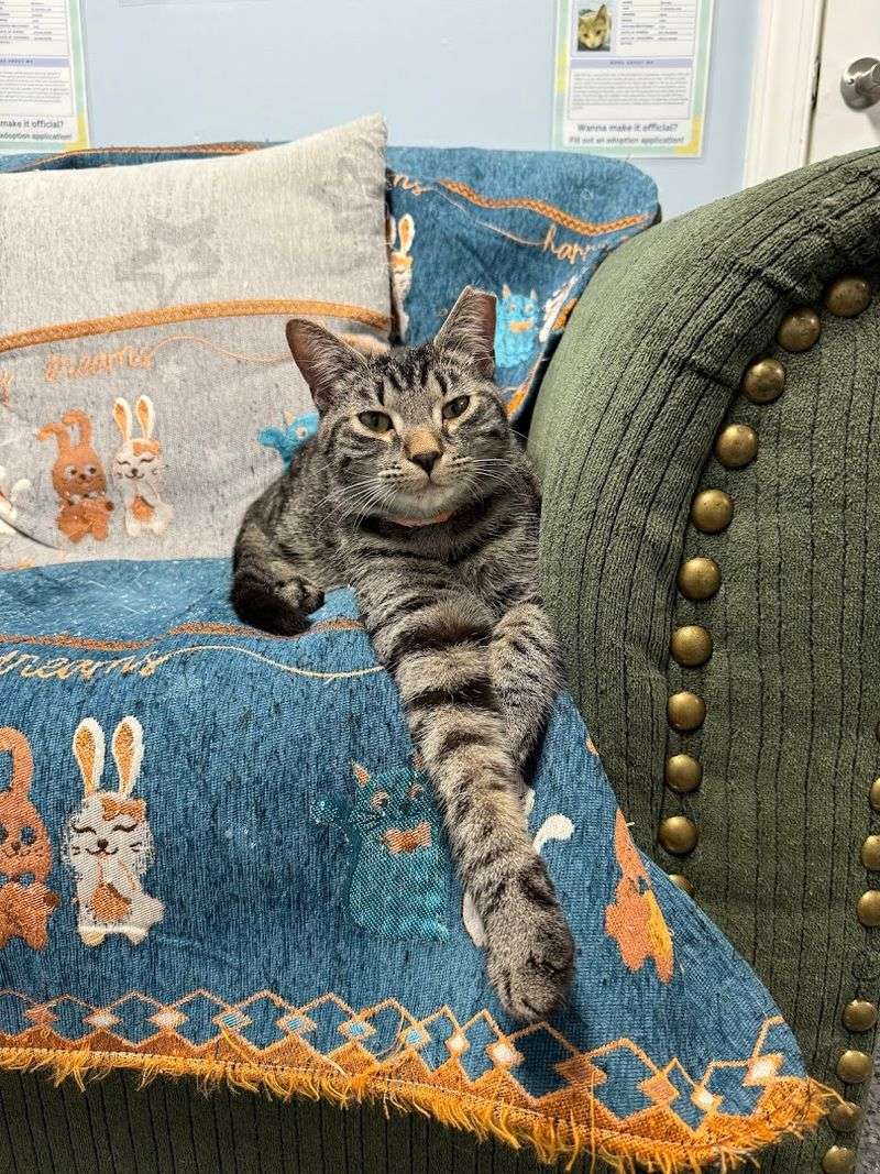 Families Get A Gentle Way To Meet The Café's Feline Residents