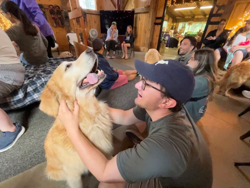 Why Golden Retrievers Are The Best Therapy You Can Find