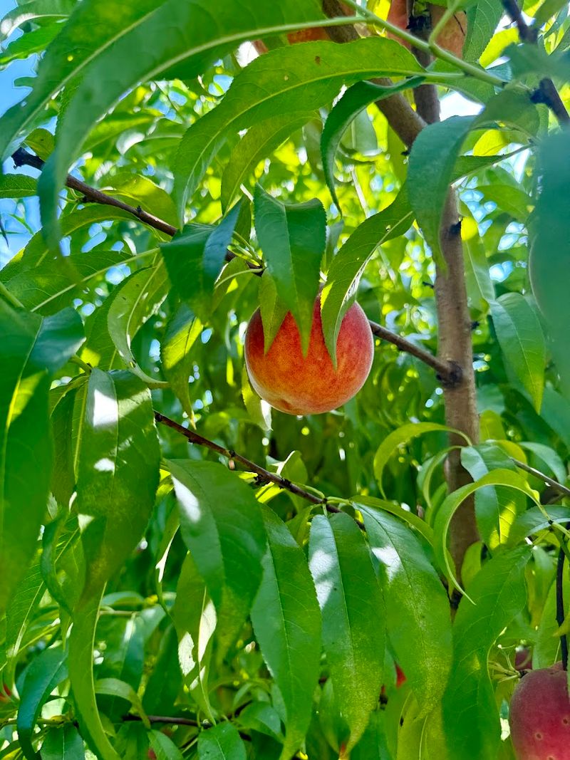 Pick-Your-Own Peaches Straight From The Tree