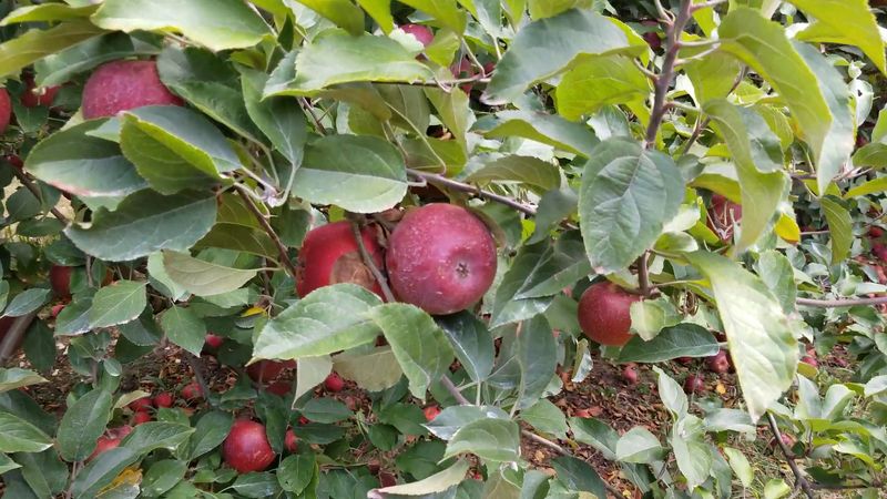 Crimson Crisp And Other Rare Apple Varieties You Cannot Find At A Grocery Store