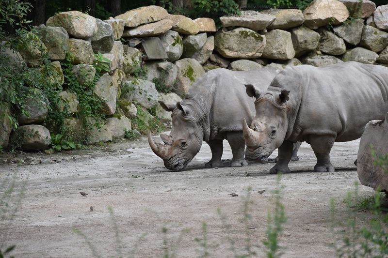 Rare And Exotic Species From Around The World