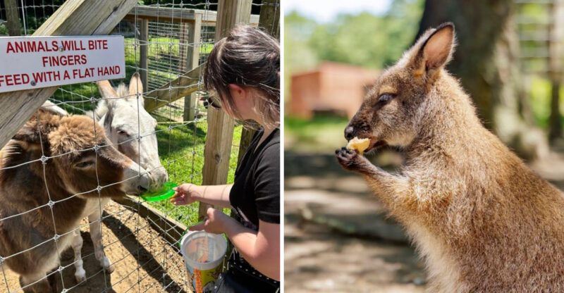 A Wild New York Zoo Lets You Feed Exotic Animals Up Close