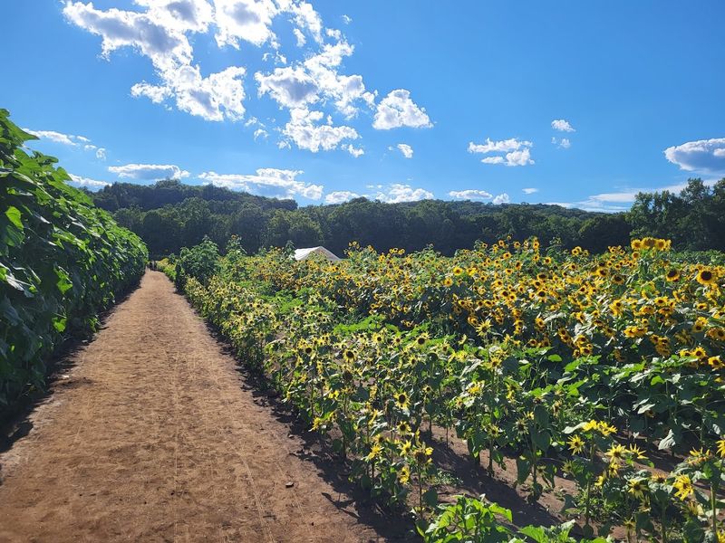 Sunflower Fields That Make The Visit Memorable