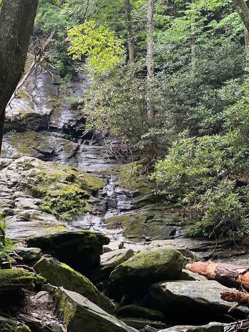 Wildlife Encounters Keep Hikers Alert And Engaged