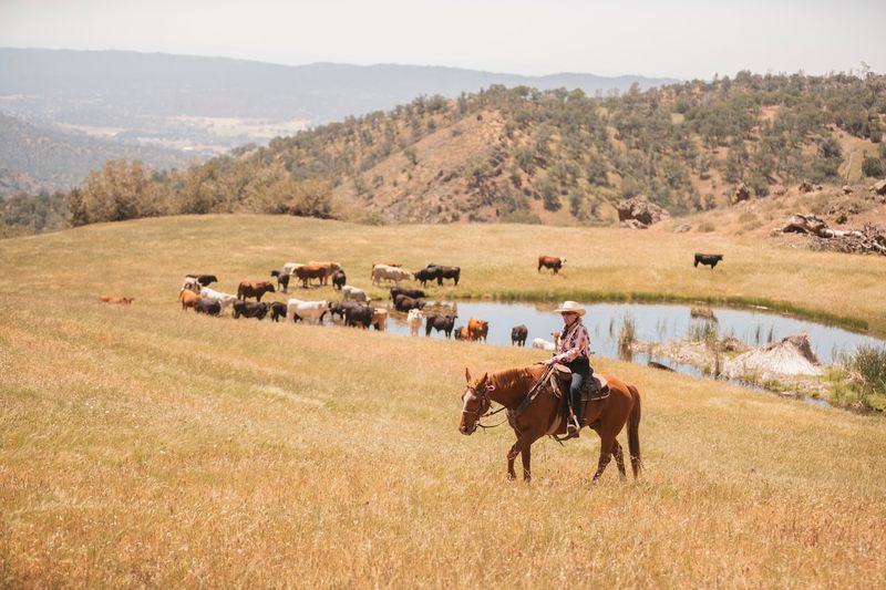 Trail Rides Come With Actual Ranch Scenery