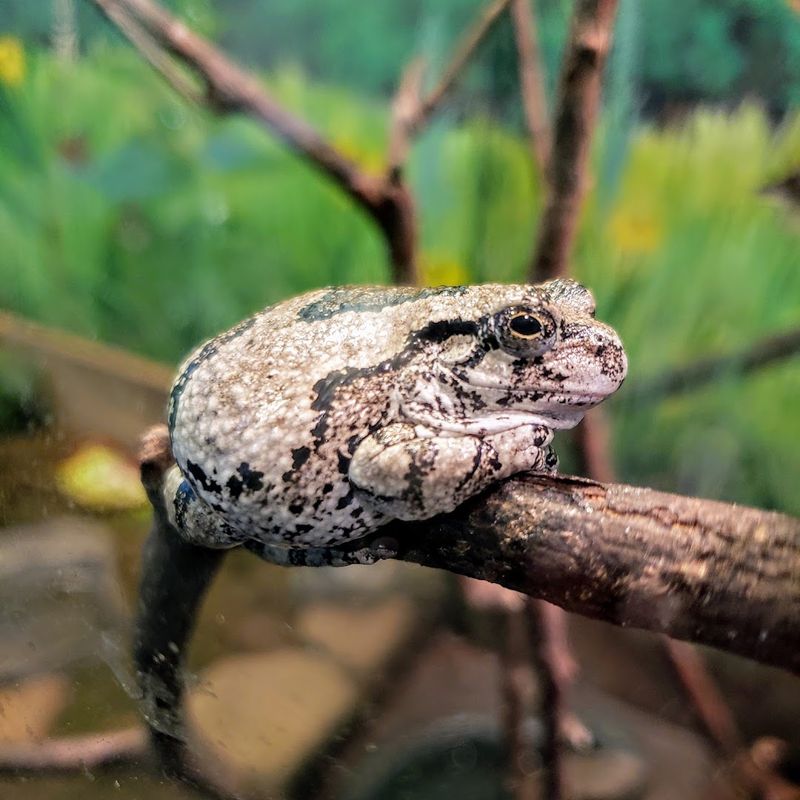 Denison Pequotsepos Nature Center, Mystic
