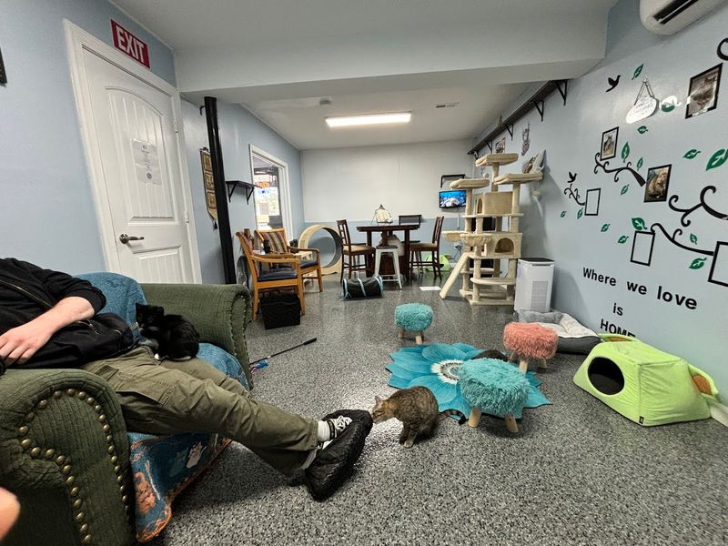 The Cat Lounge Makes Every Seat Feel Like The Best One