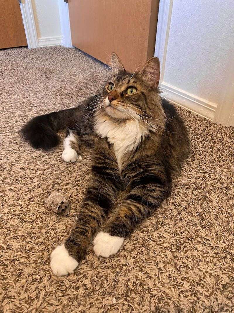 Cats Who Choose Their People