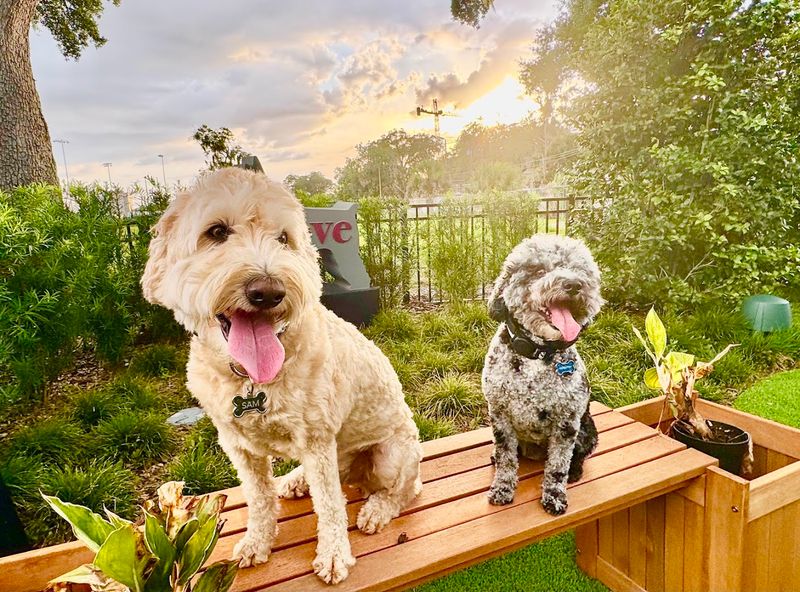 This Florida Spot Is Basically A Playground For Dogs And A Break For Their Humans - Decor Hint A Neighborhood Location That Makes Regular Visits Easy
