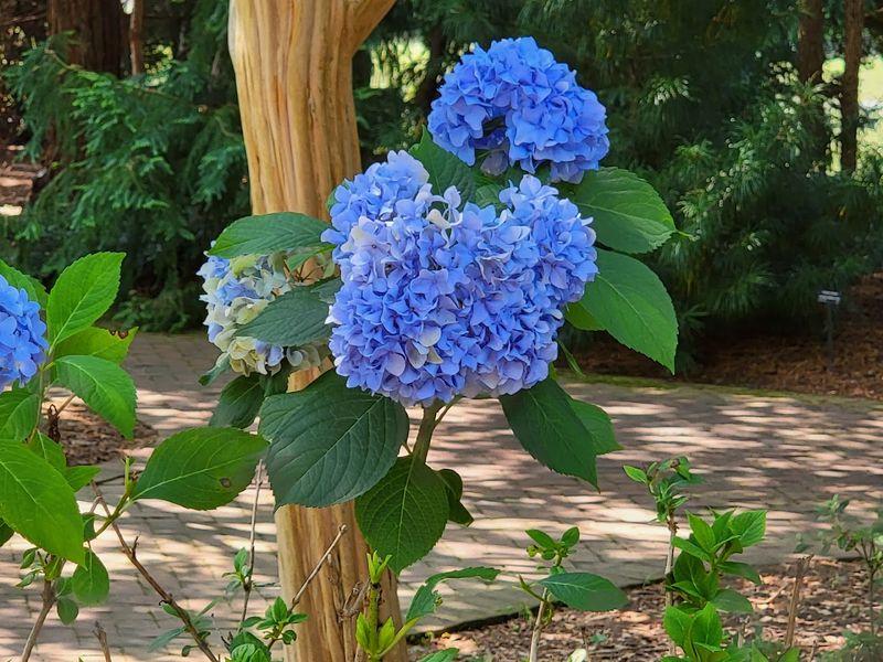 North Carolina's Most Beautiful Hydrangea Gardens Are Blooming Right Now - Decor Hint Daniel Stowe Conservancy / Gardens At Stowe